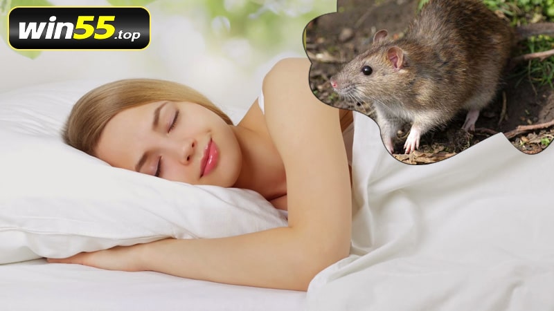 Mơ thấy chuột đẻ con cẩn thận kết bạn